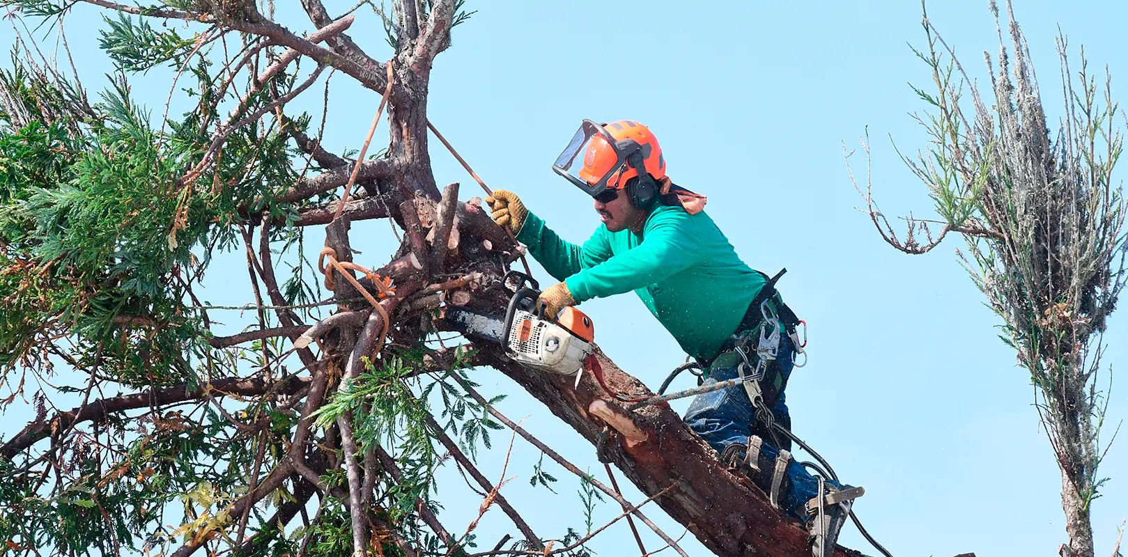 Specialized Tree Trimming Services